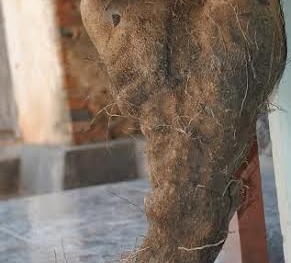 Giải mã bí ẩn củ khoai vạc có hình 'bàn tay phật' ở Nghệ An